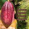 Super Cacao Single-Origin Cacao Powder Natural 275g