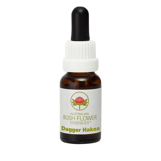 Dagger Hakea (Stock Bottle) 15ml