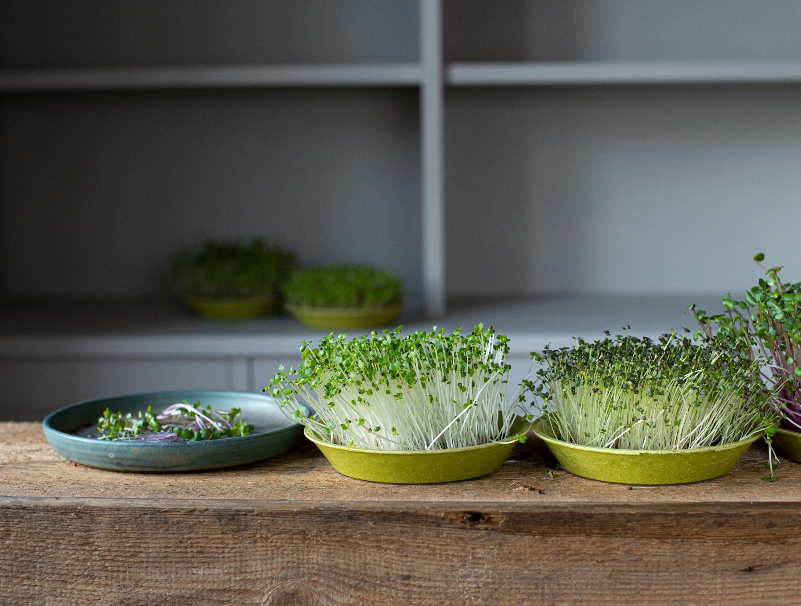 Microfarm Organic Microgreen Grow Kit 'Micro-Immunity' (Broccoli, Rocket, Kale)
