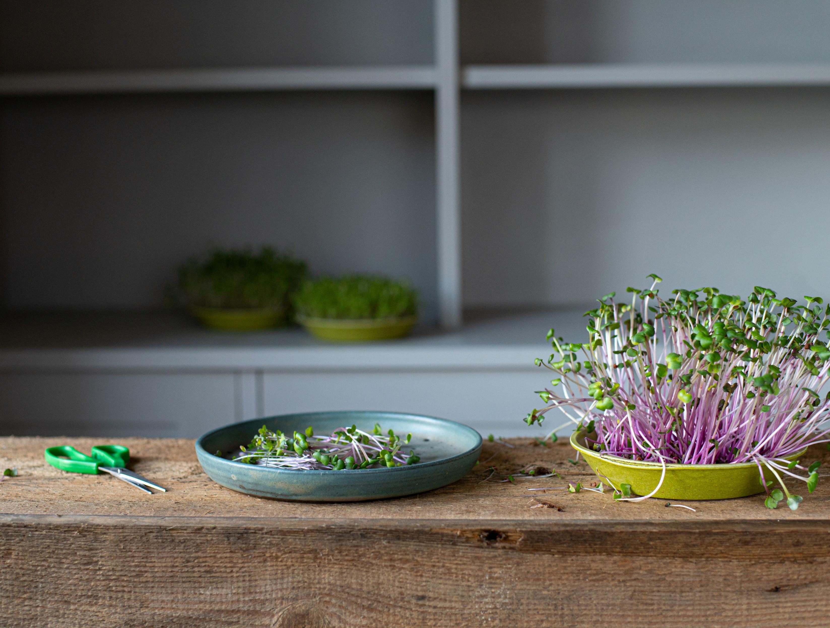 Microfarm Organic Microgreen Grow Kit 'Micro-Immunity' (Broccoli, Rocket, Kale)