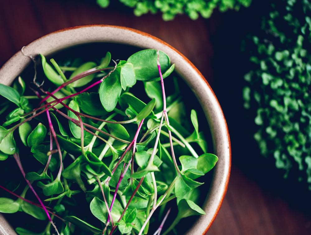 Microfarm Organic Microgreen Grow Kit 'Micro-Immunity' (Broccoli, Rocket, Kale)