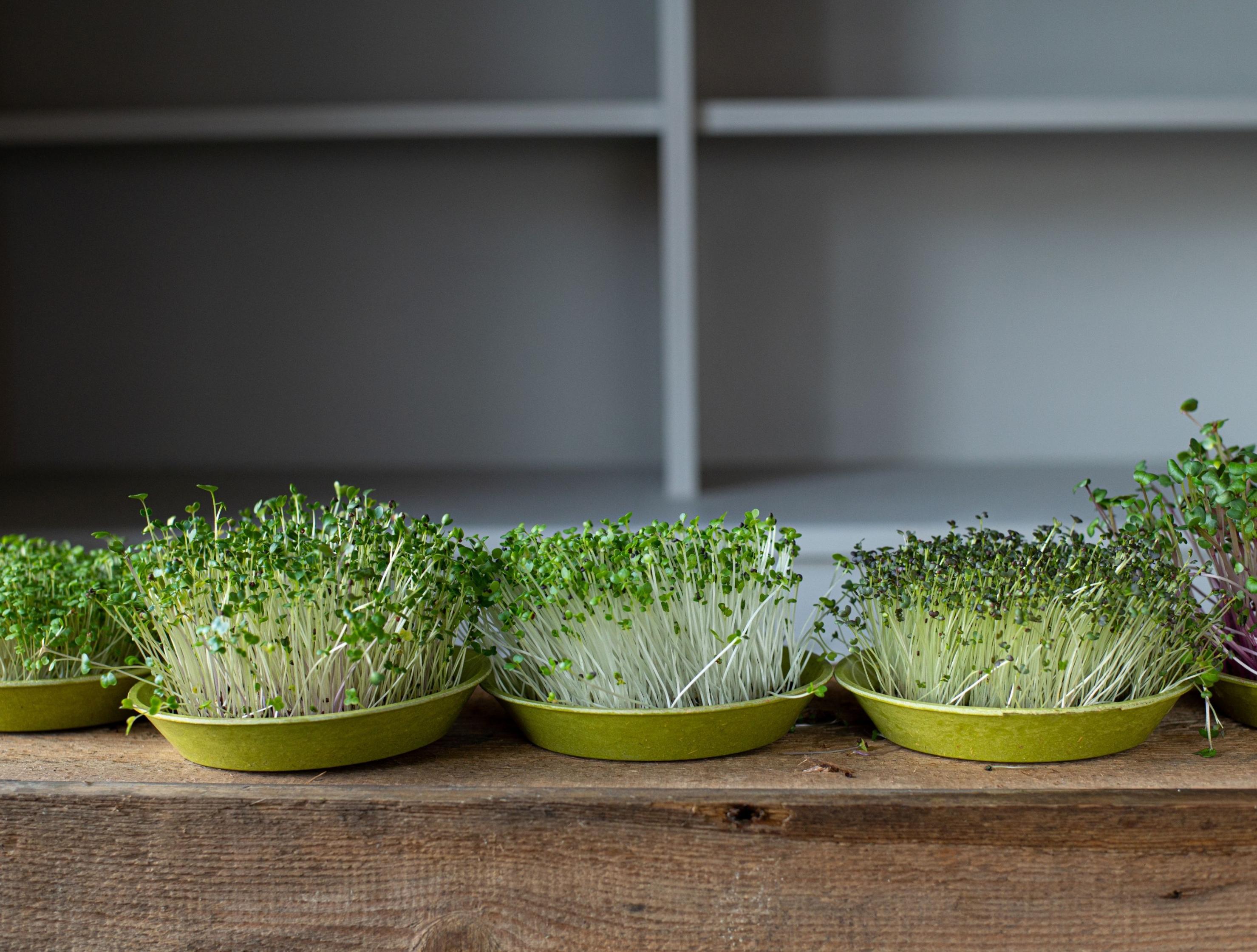Microfarm Organic Microgreen Grow Kit 'Micro-Intensity' (Rocket Purple Radish, Mizuna)