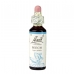Product - Beech 20ml