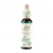 Walnut 20ml